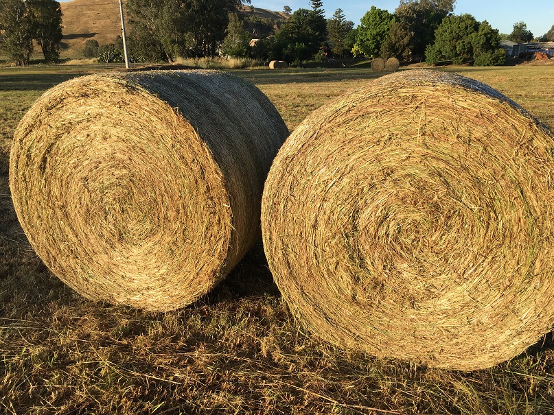 New season rye grass large round bales Hay & Fodder Rye